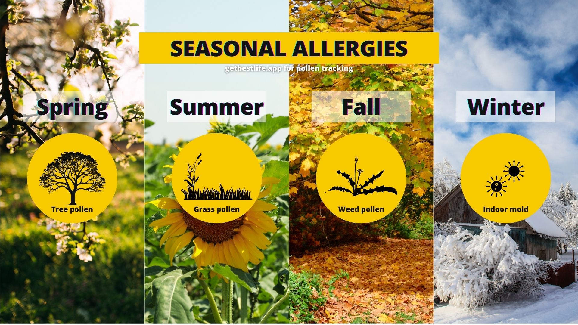 common pollen allergens by season, focusing on seasonal allergies divided into four sections representing spring, summer, fall, and winter, with icons indicating the prevalence of tree, grass, and weed pollens throughout the year